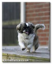 Pekingese Dog Breed Profile Size Weight Temperament