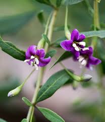 Image result for Lycium