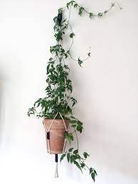 Pin By Laura V On Blomster Jasmine Plant Indoor Hanging Plants Jasmine Plant