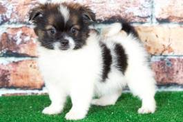 Maryland puppies online has more than 15 years of experience in breeding. 3ugqwdplkfgmlm