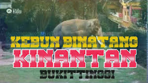 Marga satwa dan budaya kinantan (tmsbk) kota bukittinggi, padahal pemerintah kota bukittinggi. Kinantan Zoo Bukittinggi 1 Youtube
