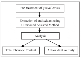 The total phenolic content is the highest contributor of antioxidants in blueberries as compared to the vitamin c content. Utilisation Of Guava Discarded Product Extraction Of Antioxidant From Guava Leaves Using An Ultrasound Assisted Method Bentham Science