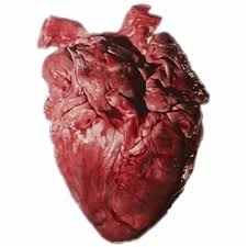With tenor, maker of gif keyboard, add popular real heart animated gifs to your conversations. Real Heart Top Vector Png Psd Files On Nohat Cc