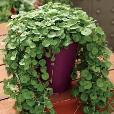 Image result for Dichondra