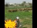برنامج درقه وسيف السهرة الثانية مع الفنان الراحل تاج الدين البمبي. Mp4 ØªØ­Ù…ÙŠÙ„ ÙØ¶Ù„ Ø§Ù„Ù„Ù‡ Ù‚Ù„Ø¨ÙŠ Ø¨Ù†Ø²Ù Ø¯Ù… Ø£ØºÙ†ÙŠØ© ØªØ­Ù…ÙŠÙ„ Ù…ÙˆØ³ÙŠÙ‚Ù‰