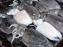 Maybe you would like to learn more about one of these? Beda Sotong Dan Cumi Cumi Yang Harus Kamu Tahu Biar Gak Salah Beli