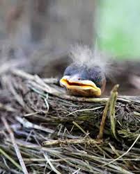 Baby Bird With Crazy Hair Meadowbrook Farm Hazy Lazy Days Pet Birds Beautiful Birds Pretty Birds