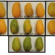 No mango is nor bad for uric acidmango is not bad for uric acid as a matter of fact some eat it to reduce it. Visual Effect Of Pressure Treatments On Ataulfo Mango Storage At 25 C Download Scientific Diagram