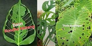 Hiro murah hati dalam bahasa jepang. Viral Nama Tanaman Hias Lucu Duda Korengan Hingga Rondo Meteng Apa Bedanya Dengan Janda Bolong Kabar Joglo Semar