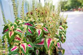 Image result for Coleus rhodesianum