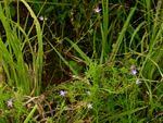 Image result for Wahlenbergia denticulata