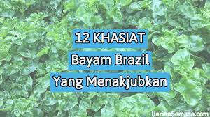 Resepi salad bayam brazil ini simple saja. Khasiat Bayam Brazil 12 Manfaat Baik Untuk Kesihatan Harian Semasa