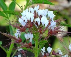 Image result for Cleome monophylla