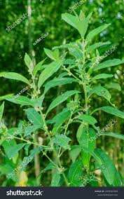 Image result for Lippia woodii