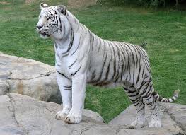 Siberian Snow Tiger Majestic Animals Animal Mashups Snow Tiger