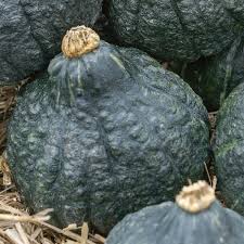 Image result for Chrysochloa hubbardiana