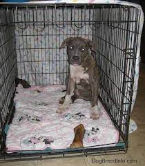Jul 01, 2015 · a. How To Crate Train Your Dog Or Puppy
