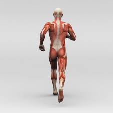 Pin On Back Knees Hips Shoulder Neck Hamstrings Pain