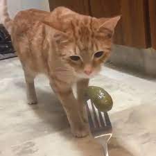 Yup I Feel The Same Way About The Pickles Lol Catfacts Cute Funny Animals Funny Animal Videos Funny Animal Pictures