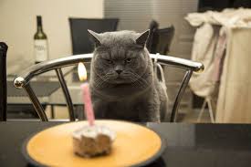 Kedi Yavrusu Postingan Facebook