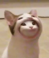Blursed Pop Cat Blursedimages