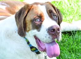 A common source of vitamin d poisoning is when a dog accidentally ingests rodenticides containing vitamin d. Vitamin D For Dogs Whole Dog Journal