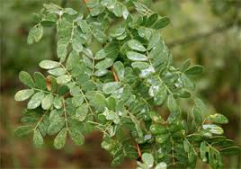 Image result for Acacia goetzei