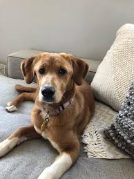 Cheyenne on free german shepherd puppies for adoption. Southern California Golden Retriever Rescue 26 Photos 63 Reviews Animal Shelters West Los Angeles Ca United States Phone Number