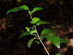 Image result for Mostuea brunonis