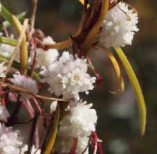 Image result for Cuscuta planiflora