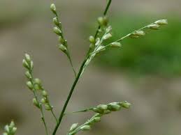 Image result for Sporobolus coromandelianus