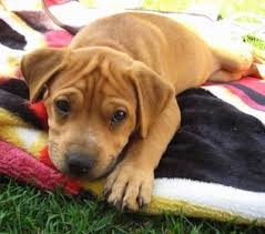 Maybe you would like to learn more about one of these? American Pitbull Terrier Dog Breed Pictures 7