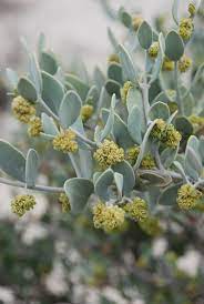 12 Jojoba Seed Ideas In 2021 Jojoba Jojoba Oil Jojoba Oil Benefits