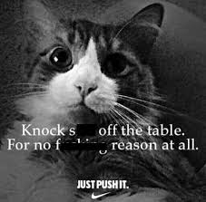 • • • bernie memes are so last week. Nike Just Do It Cat Memes That Will Make Your Caturday Meowingtons