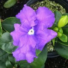 Image result for Brunfelsia pauciflora