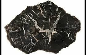 Petrified wood (from the latin root petro meaning 'rock' or 'stone'; 11 Polished Black Forest Petrified Wood Pullisilvaxylon Slab For Sale 131790 Fossilera Com