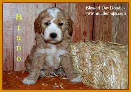 Although goldendoodle size can vary depending on the parents, a standard goldendoodle will typically weigh approximately 11 pounds at eight weeks of age. F1b Miniature Goldendoodle Breeder