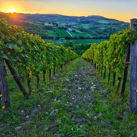 High Elevation Radda Vineyards