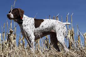 Find a german shorthaired pointer puppy from reputable breeders near you and nationwide. Bird Dog Breeds