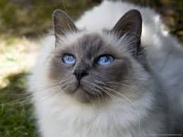 Cat With Blue Eyes Wallpaper Cat With Blue Eyes Gorgeous Cats Cats