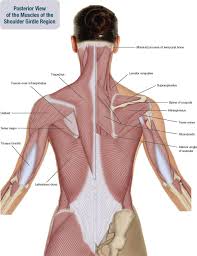 Exploring the shoulder programme online course: 6 Muscles Of The Shoulder Girdle And Arm Musculoskeletal Key