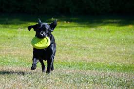 Drop into our store and find a great selection of food brands for your pets. Pet Stores And Services Around Ottawa Ontario Petswelcome Com