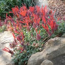 Image result for Marsdenia macrantha