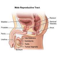 The numbness is no surprise if some sensory nerves were cut or bashed about a bit and should wear off over time as they heal. Radical Prostatectomy Johns Hopkins Medicine