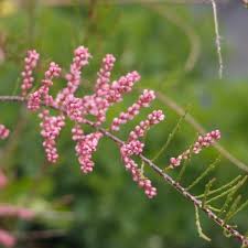 We did not find results for: Tamarix Tetrandra Paddock Plants Buy Online Uk