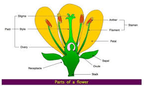 The anther is where the pollen is produced, and each anther contains many grains of pollen that eac. Draw A Labelled Diagram Of A Flower And Describe Its Various Parts Brainly In