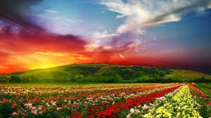 Kumpulan gambar tentang pemandangan bunga yang indah, klik untuk melihat koleksi gambar lain di kibrispdr.org. 10 Foto Menakjubkan Ini Merupakan Pemandangan Alam Dari Berbagai Negara Di Dunia Apa Kamu Percaya