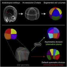 Carrot plants were produced from the protoplasts by embryogenesis. Genetic Control Of Plant Development By Overriding A Geometric Division Rule Sciencedirect