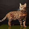 Cara buat ubat selsema kucing mudah. 1