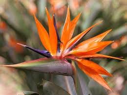 Bird Of Paradise Plant Varieties Australia Strelitzia Reginae Bird Of Paradise African Plants South African Flowers Australian Native Flowers